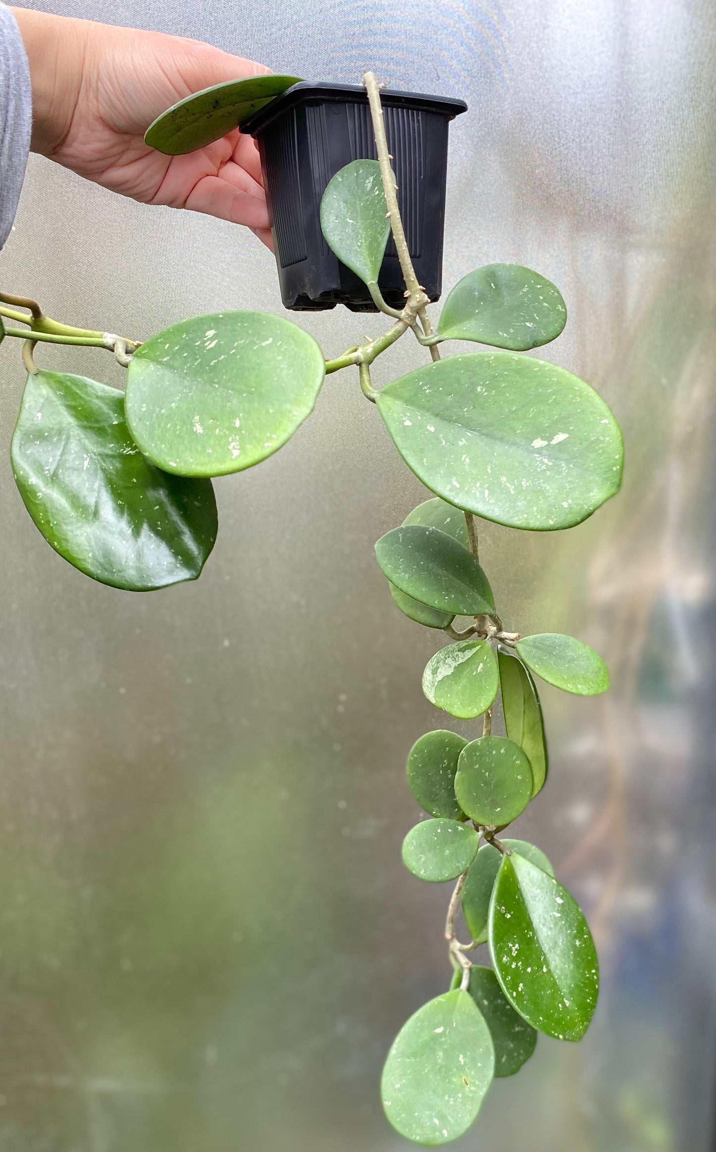 Hoya Obovata ‘Splashy’