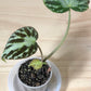 Begonia Imperialis