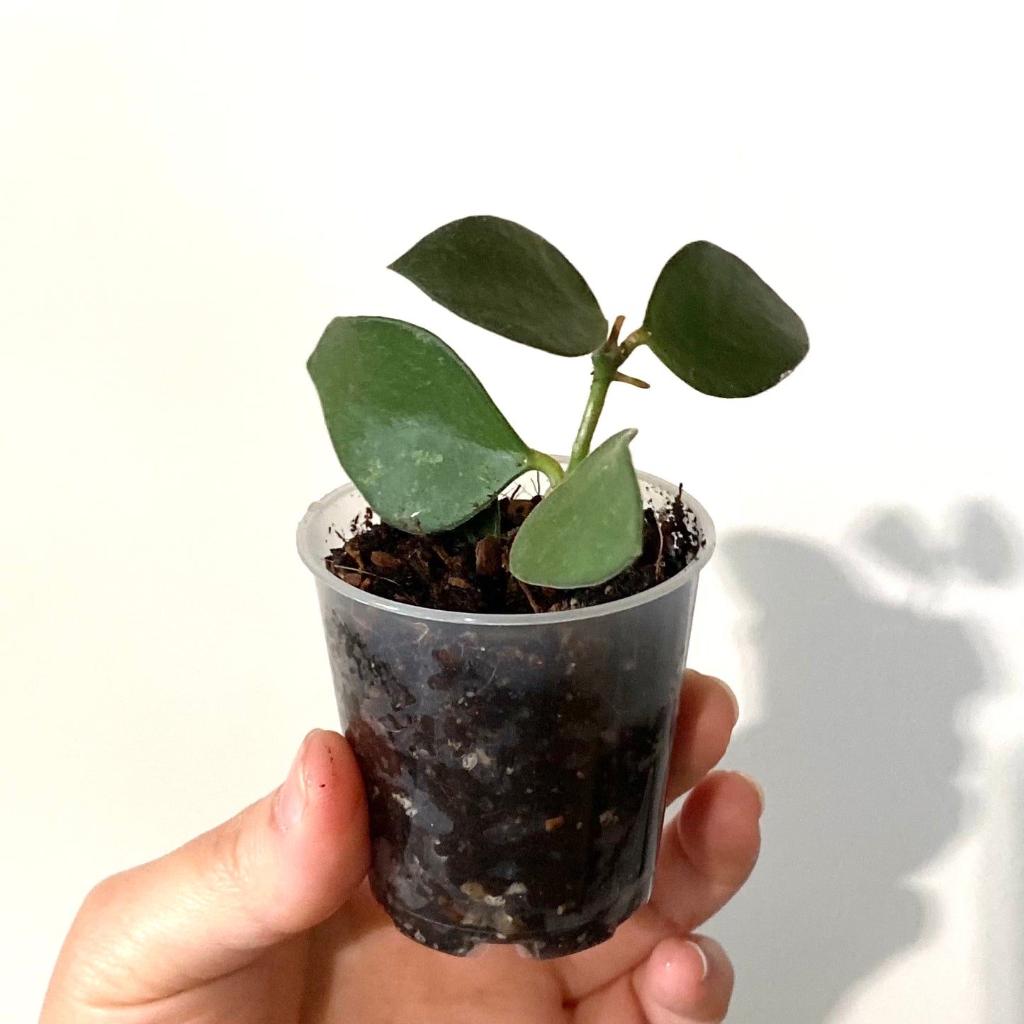 Hoya Nummularioides