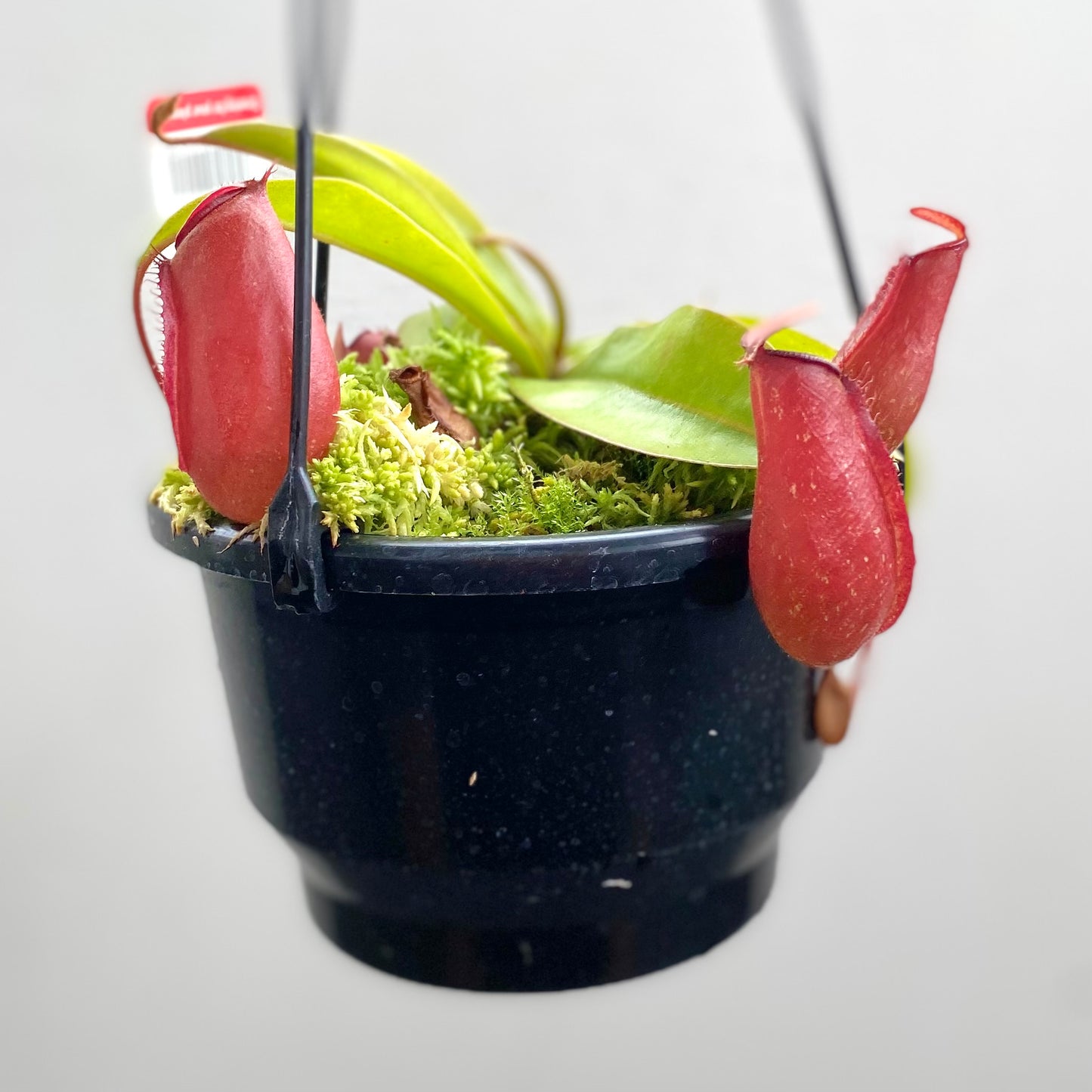 Nepenthes x “Lady luck”