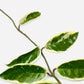 Hoya Krimson Queen (Hoya Carnosa Variegata Albomarginata)