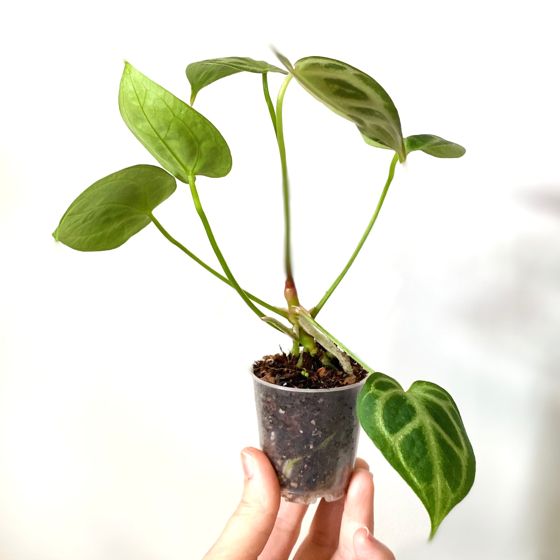 anthurium magnificum x crystallinum stem Anthurium Crystallinum x Magnificum – Itsyleaf