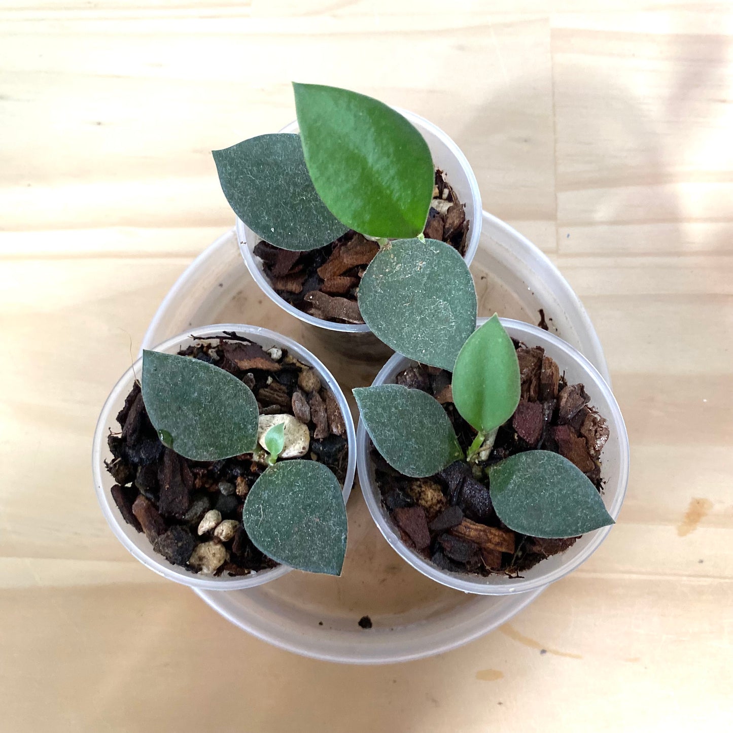 Hoya Nummularioides