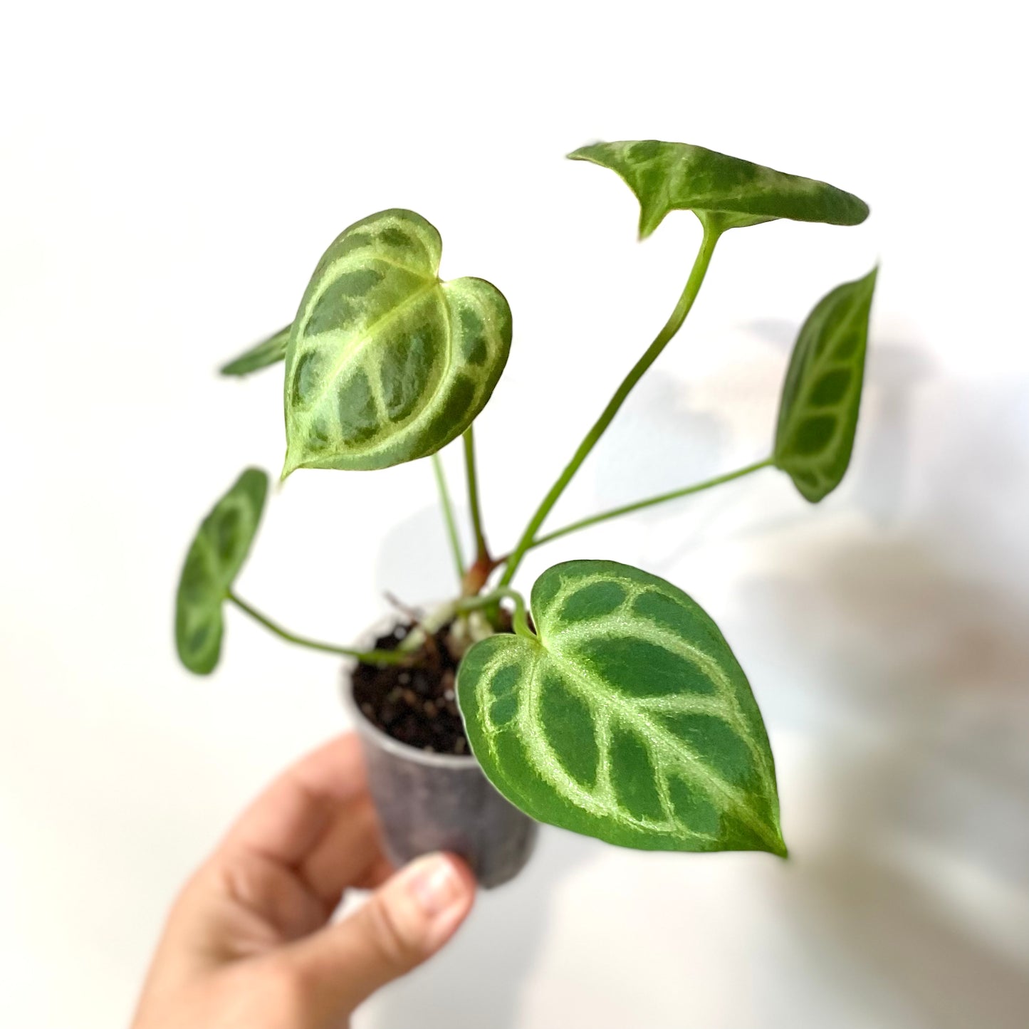 Anthurium Crystallinum x Magnificum