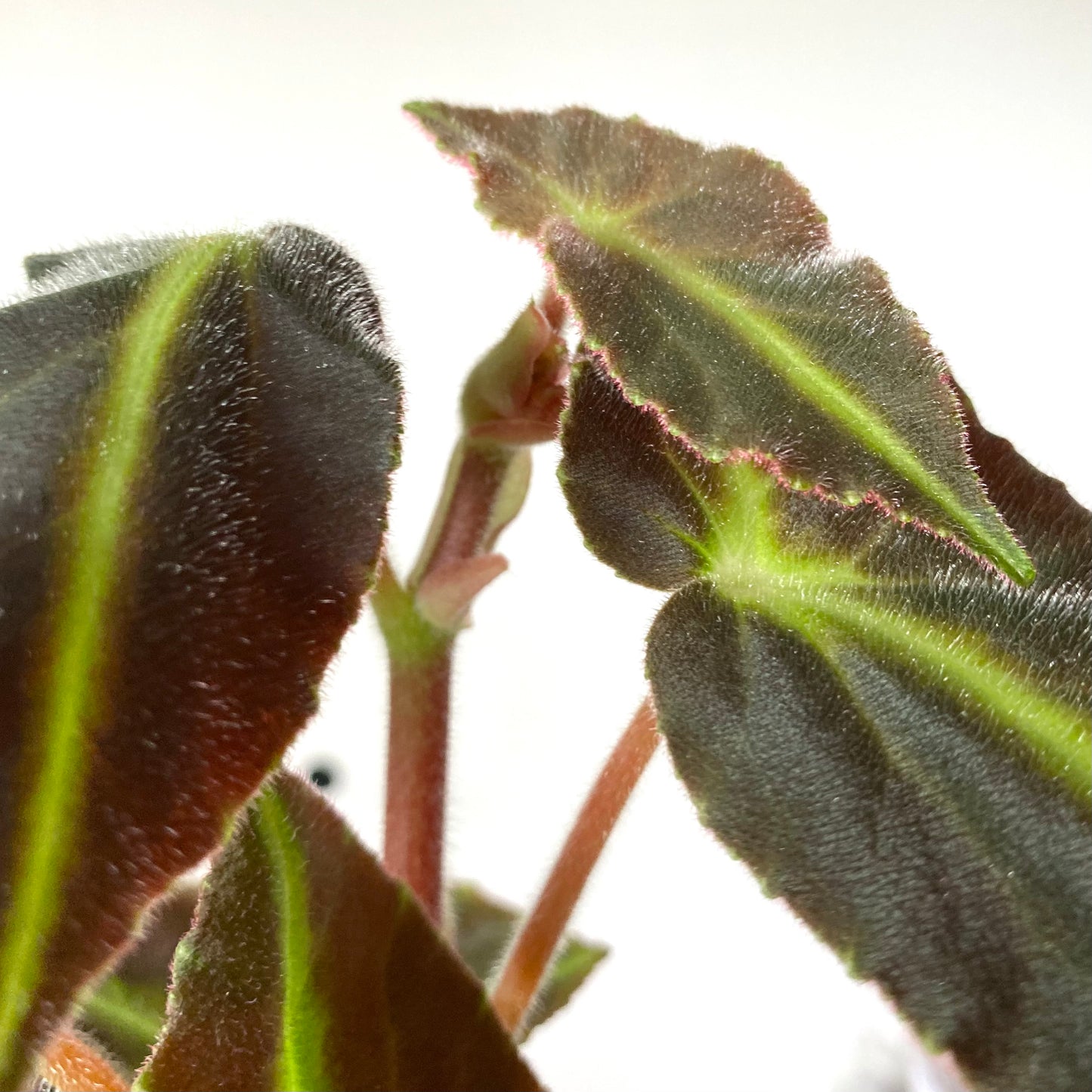Begonia Listada