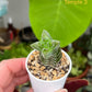 Crassula ‘Buddha’s Temple’