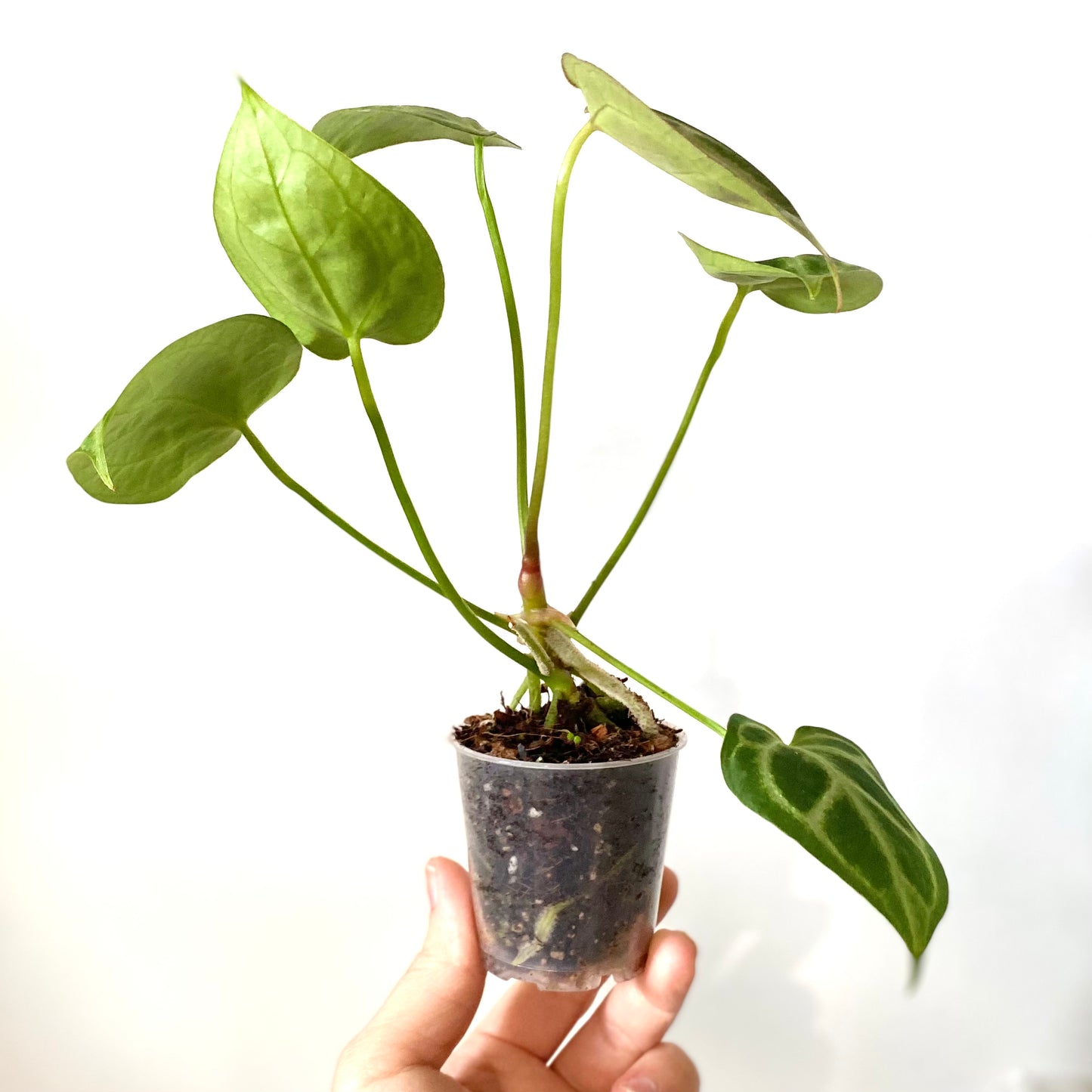 Anthurium Crystallinum x Magnificum