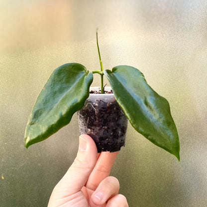 Hoya Macgillivrayi 'Big Mac'