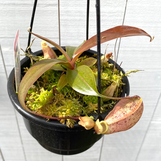 Nepenthes x “Suki”