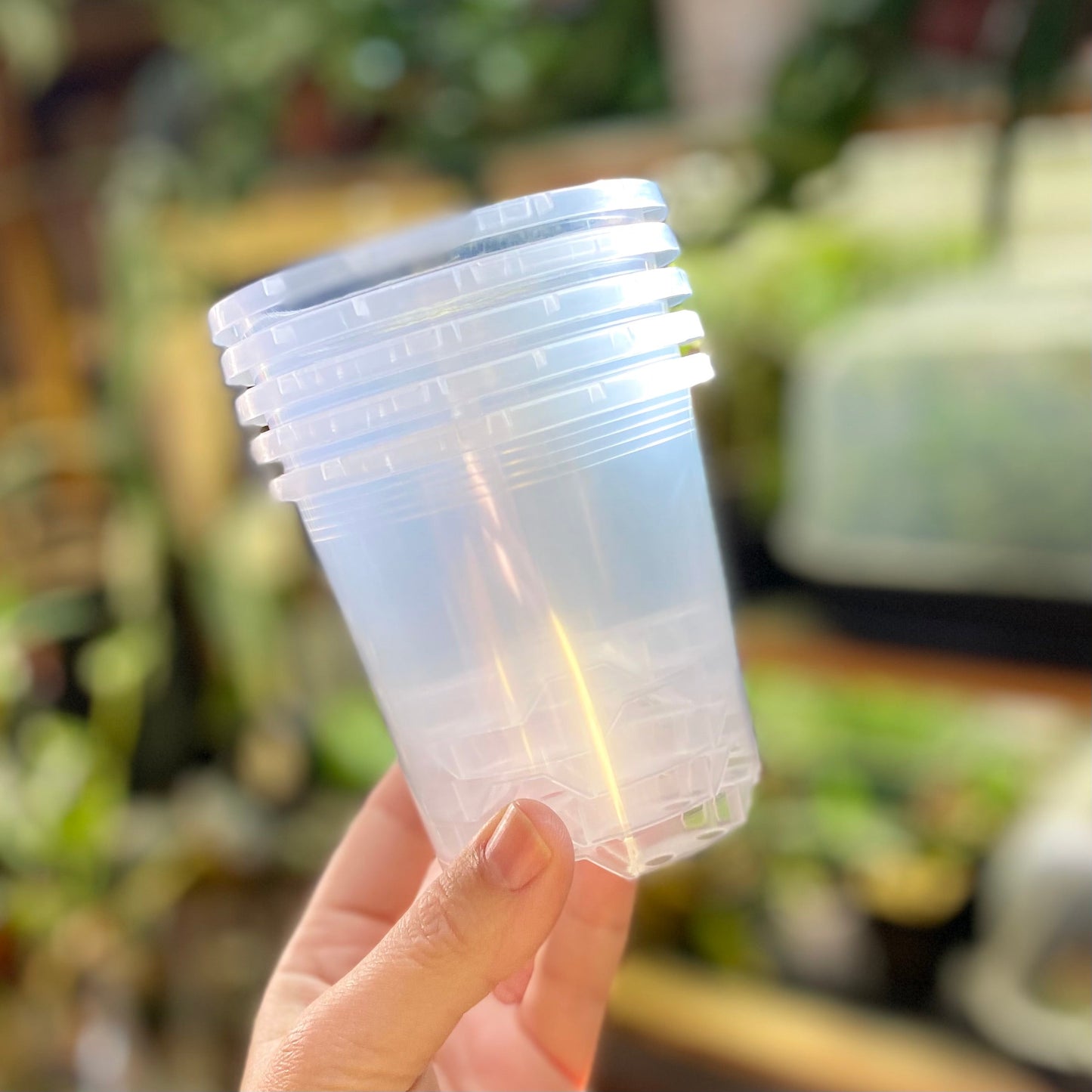 7cm Translucent nursery pots (In stock now!)