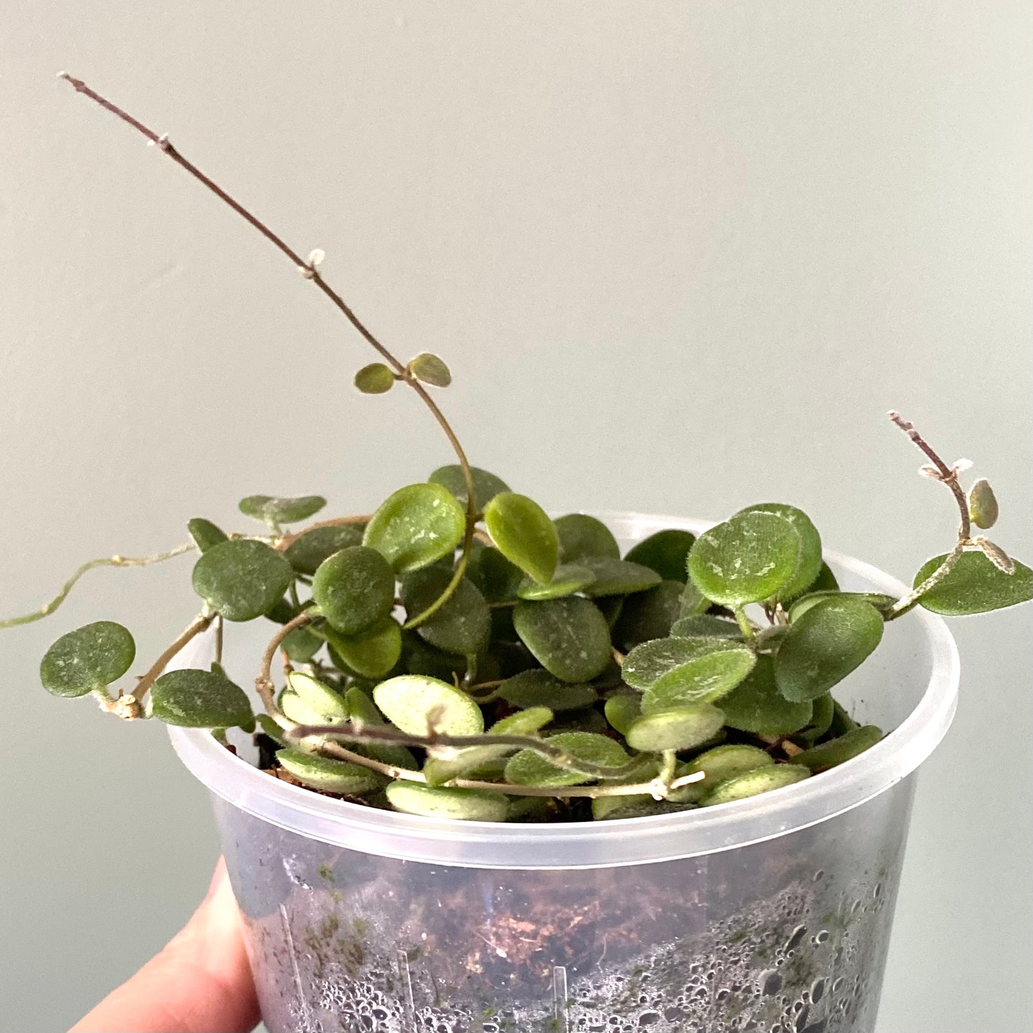 Hoya Serpens