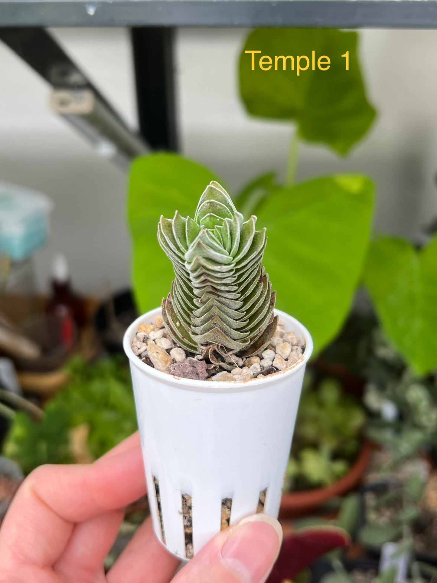 Crassula ‘Buddha’s Temple’