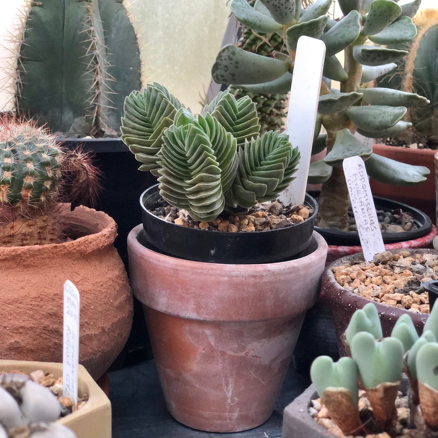 Crassula ‘Buddha’s Temple’