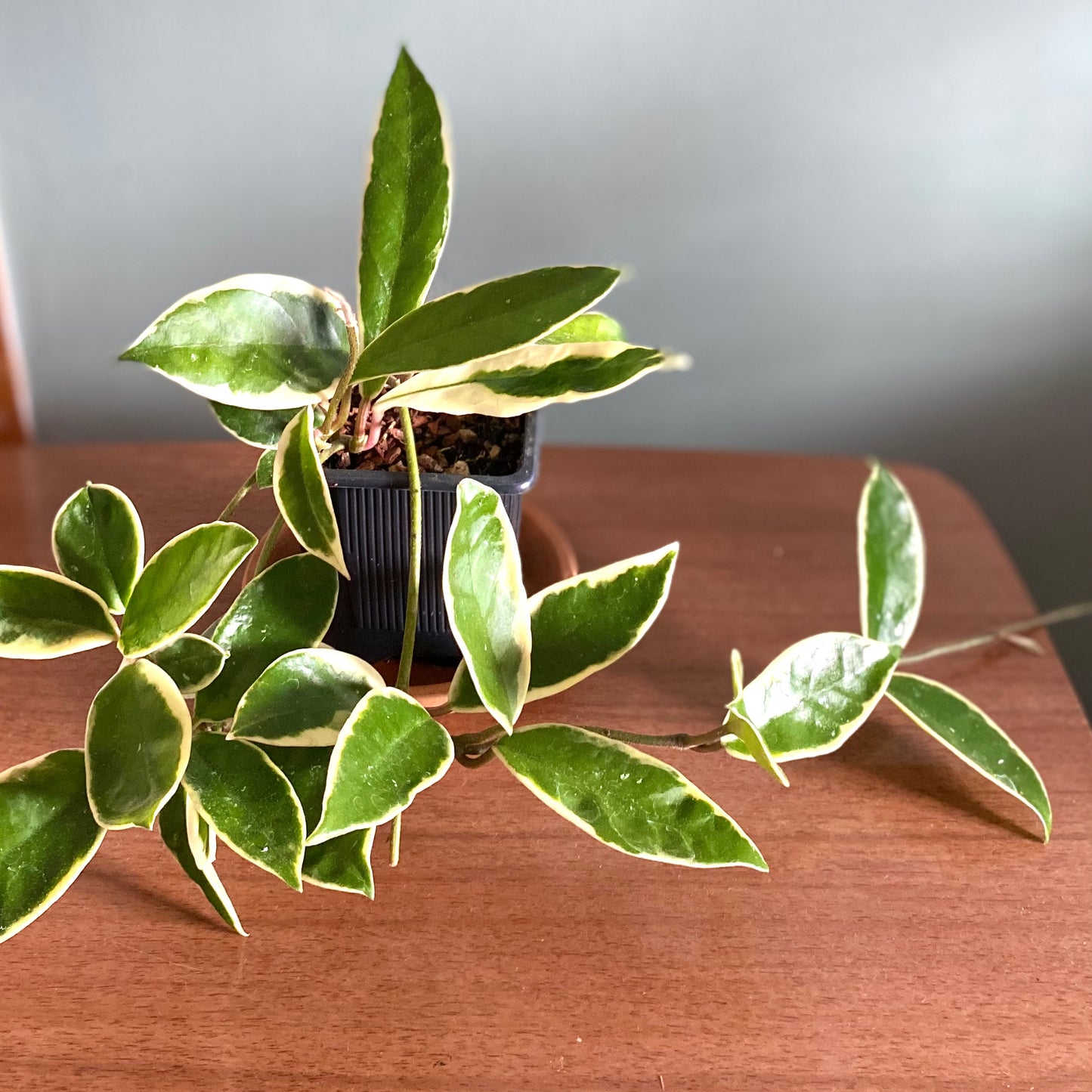 Hoya Krimson Queen (Hoya Carnosa Variegata Albomarginata)