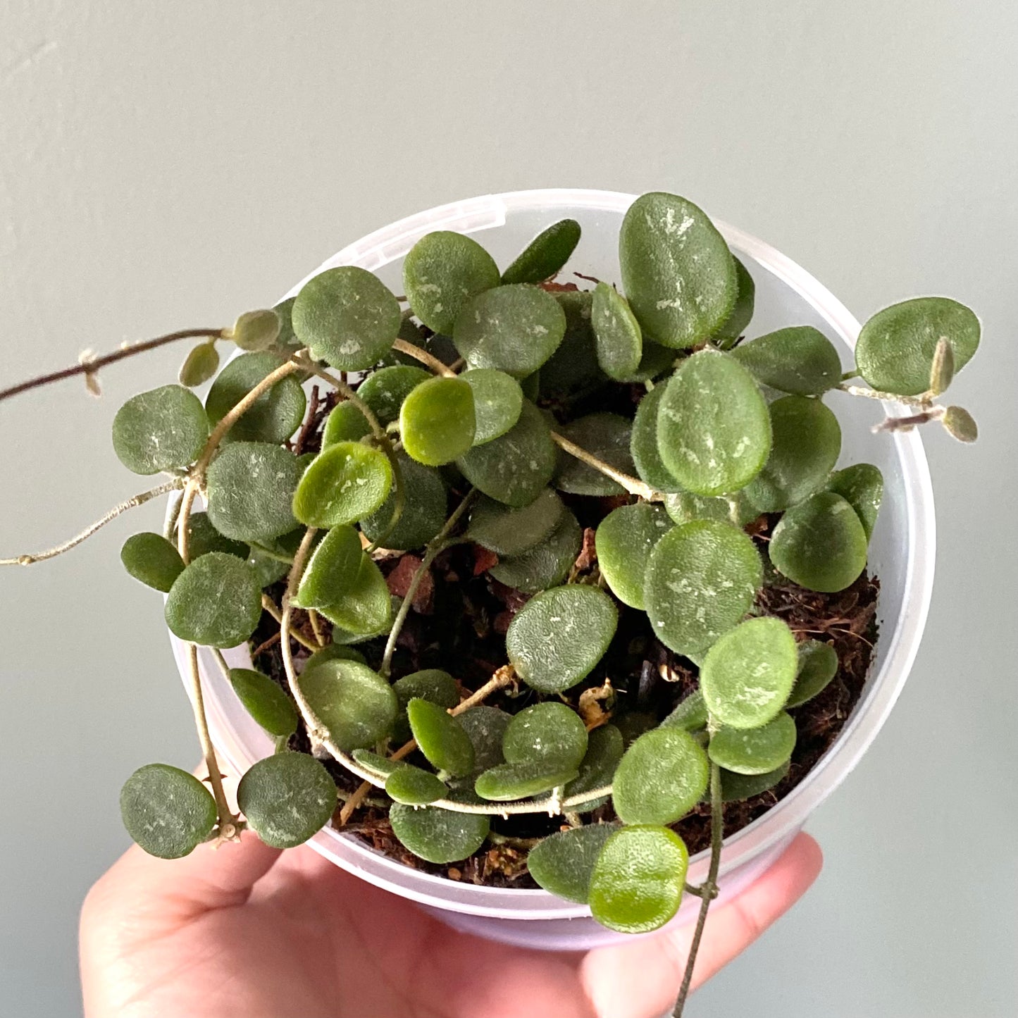 Hoya Serpens