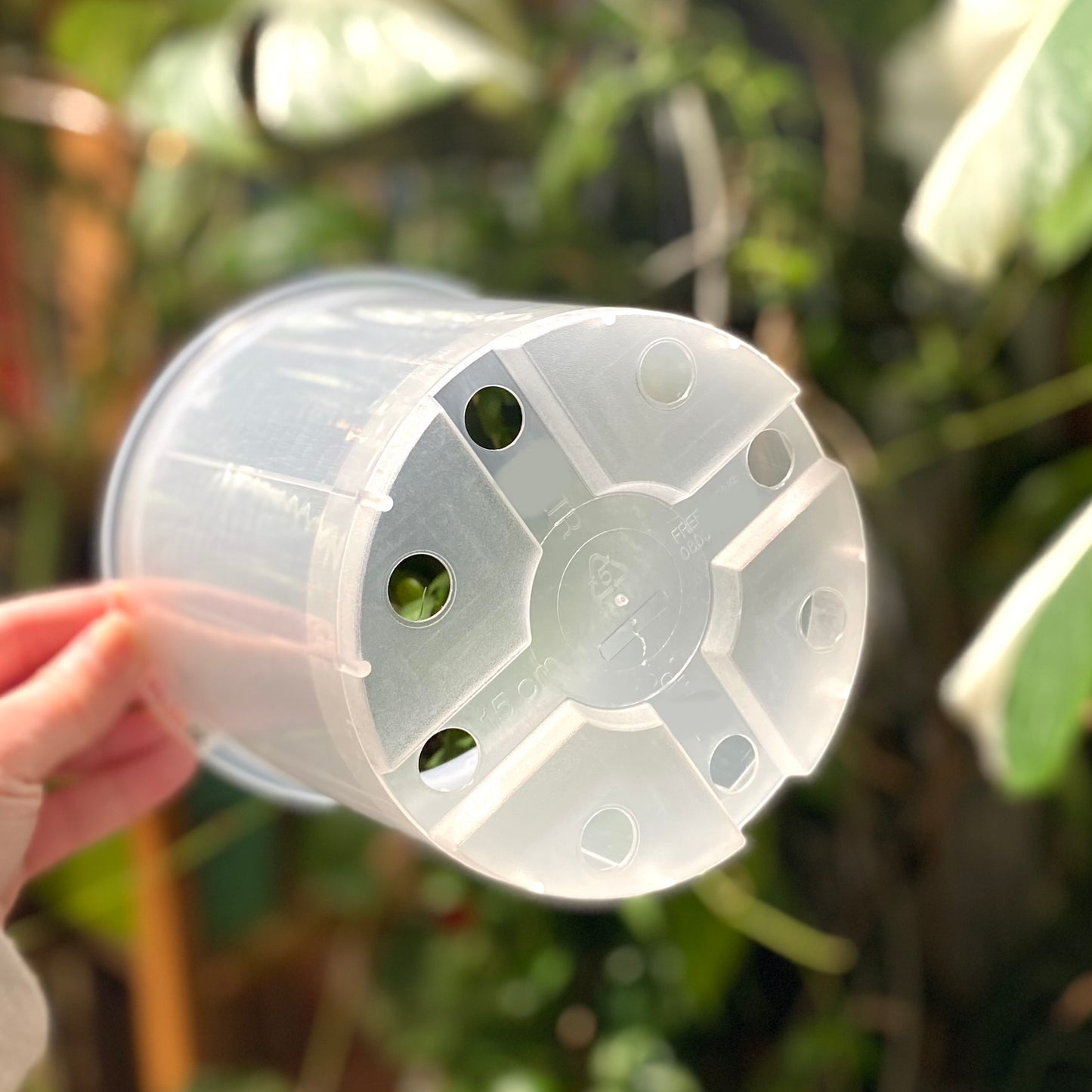 15cm Translucent nursery pots
