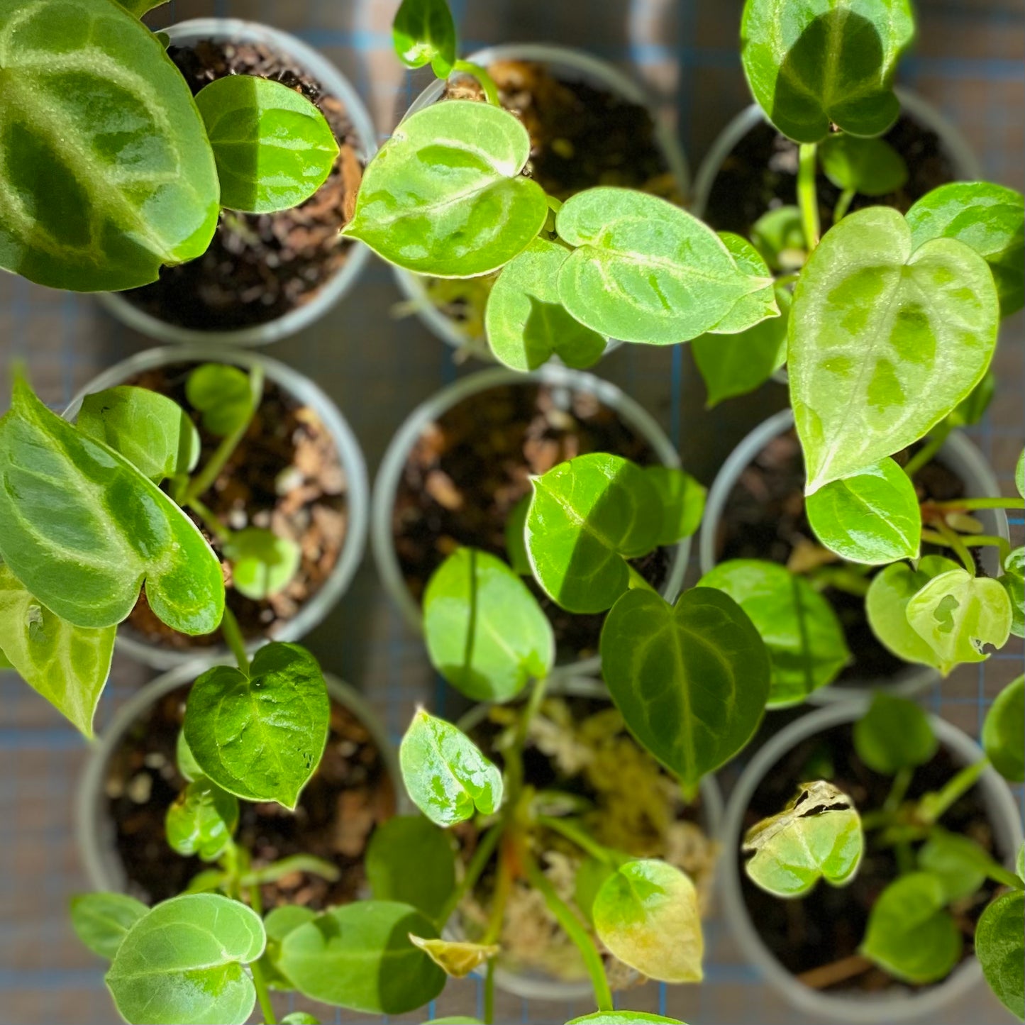 anthurium crystallinum x Anthurium Crystallinum x (New stock!)