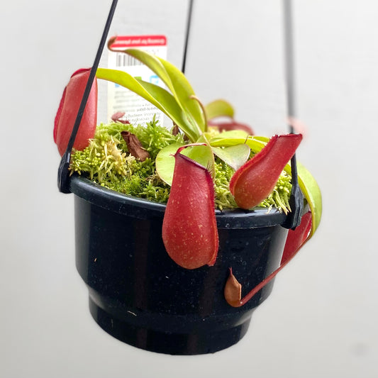 Nepenthes x “Lady luck”