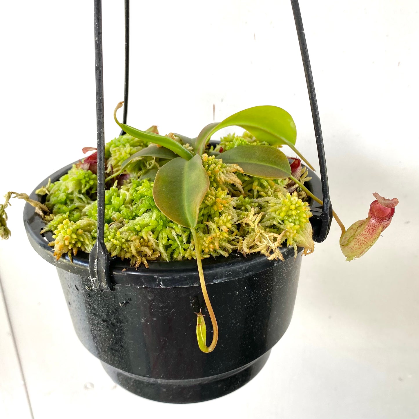 Nepenthes “Mimi’s Kiss”