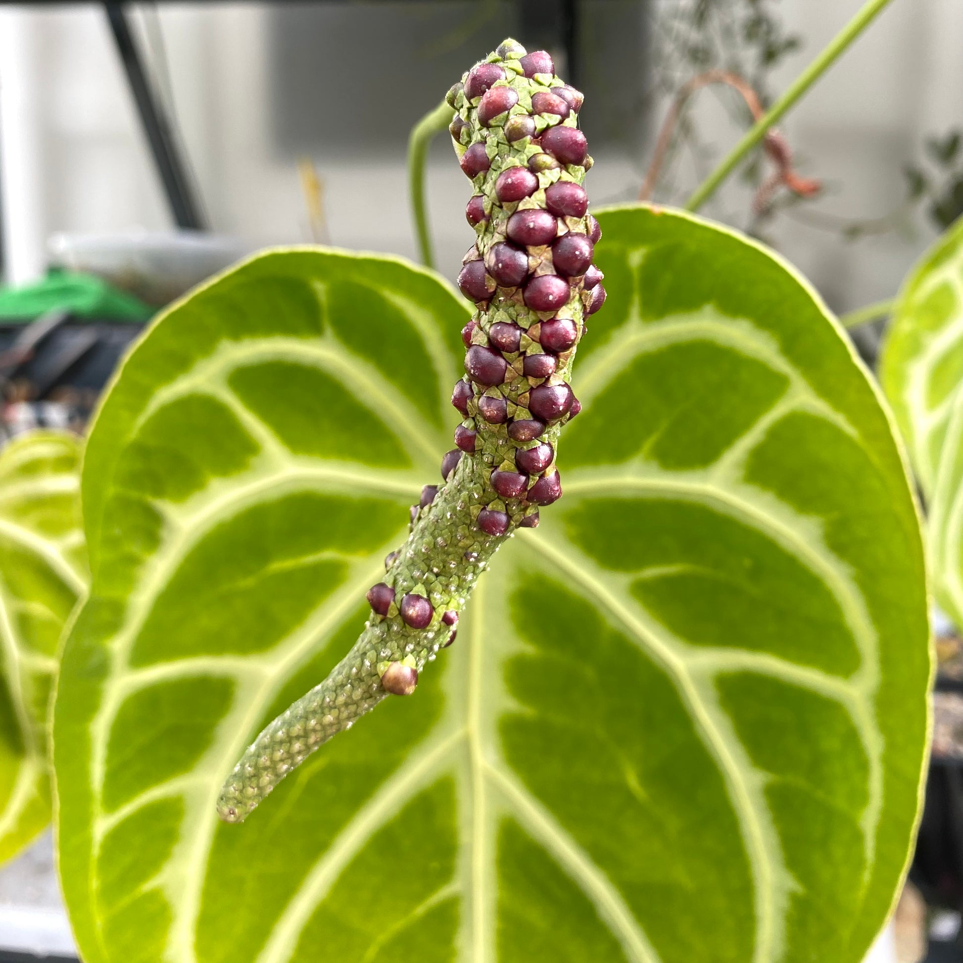 anthurium crystallinum baby Anthurium Crystallinum x (New stock!)