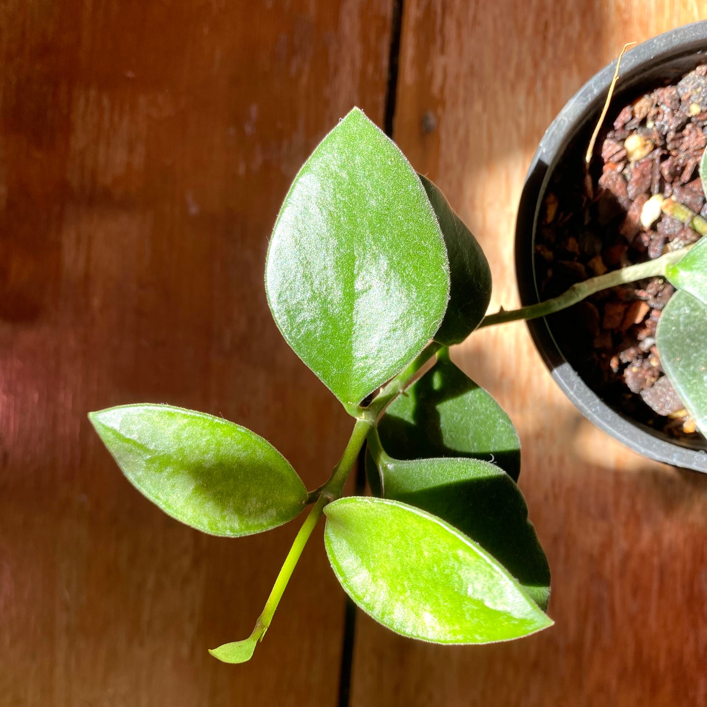 Hoya Nummularioides