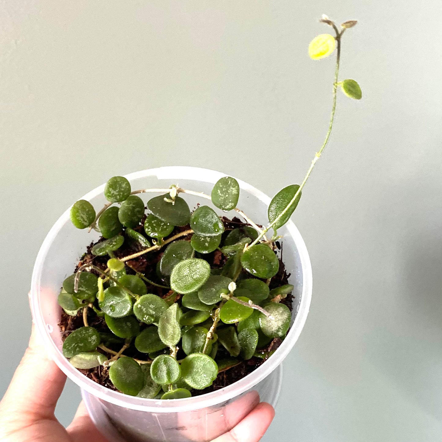 Hoya Serpens