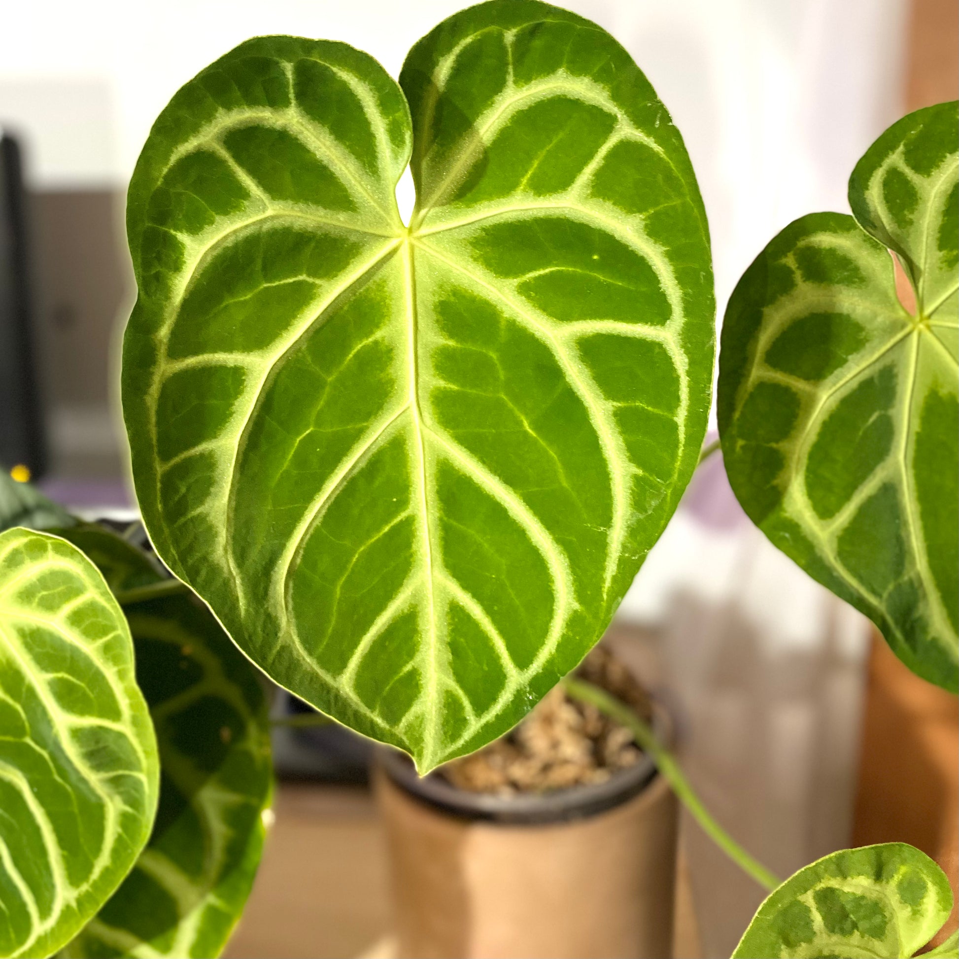anthurium crystallinum x Anthurium Crystallinum x (New stock!)