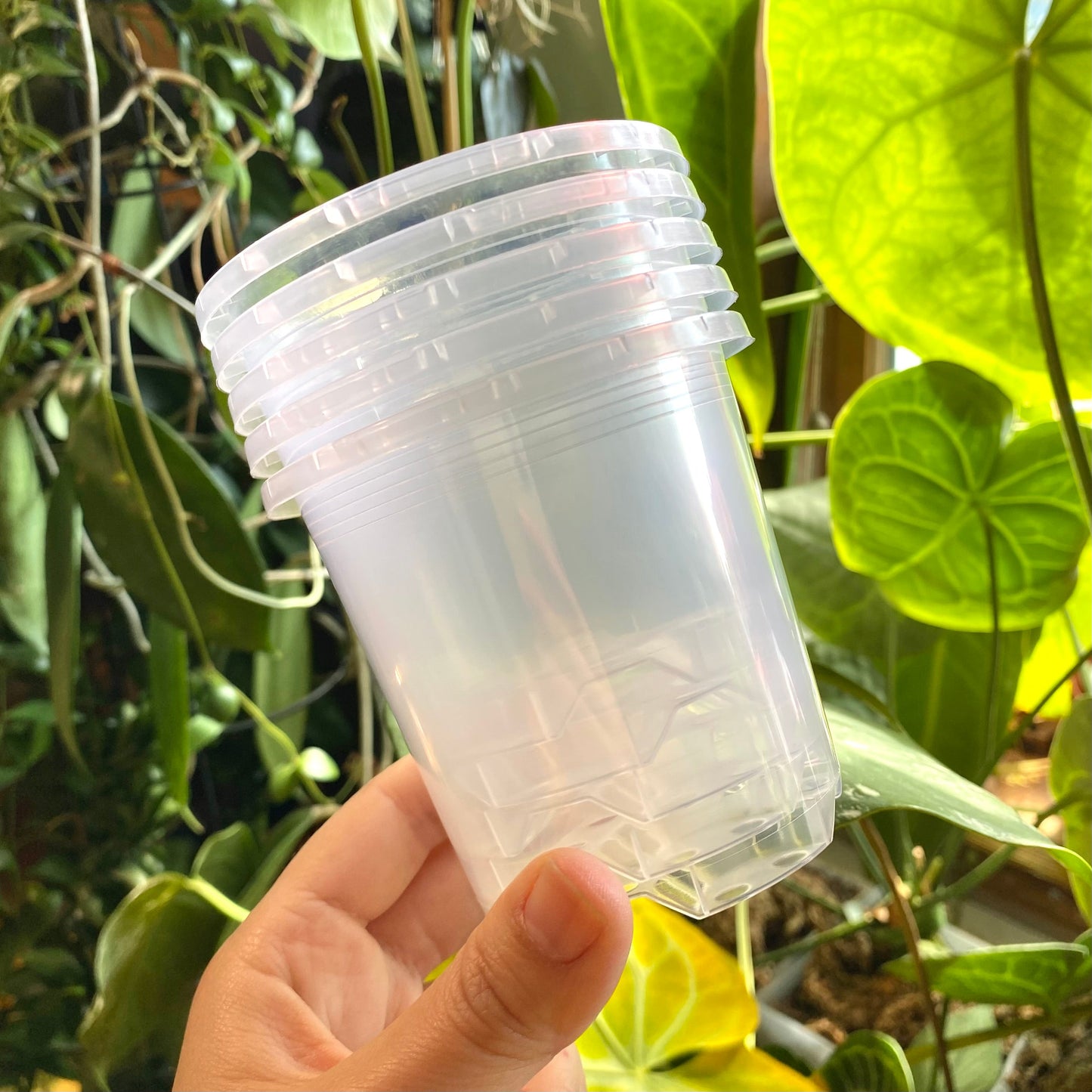 7cm Translucent nursery pots (In stock now!)