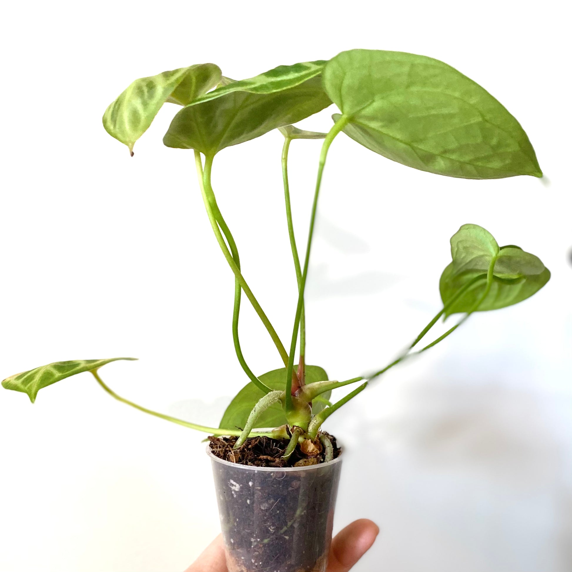 anthurium magnificum x crystallinum australia Anthurium Crystallinum x Magnificum – Itsyleaf