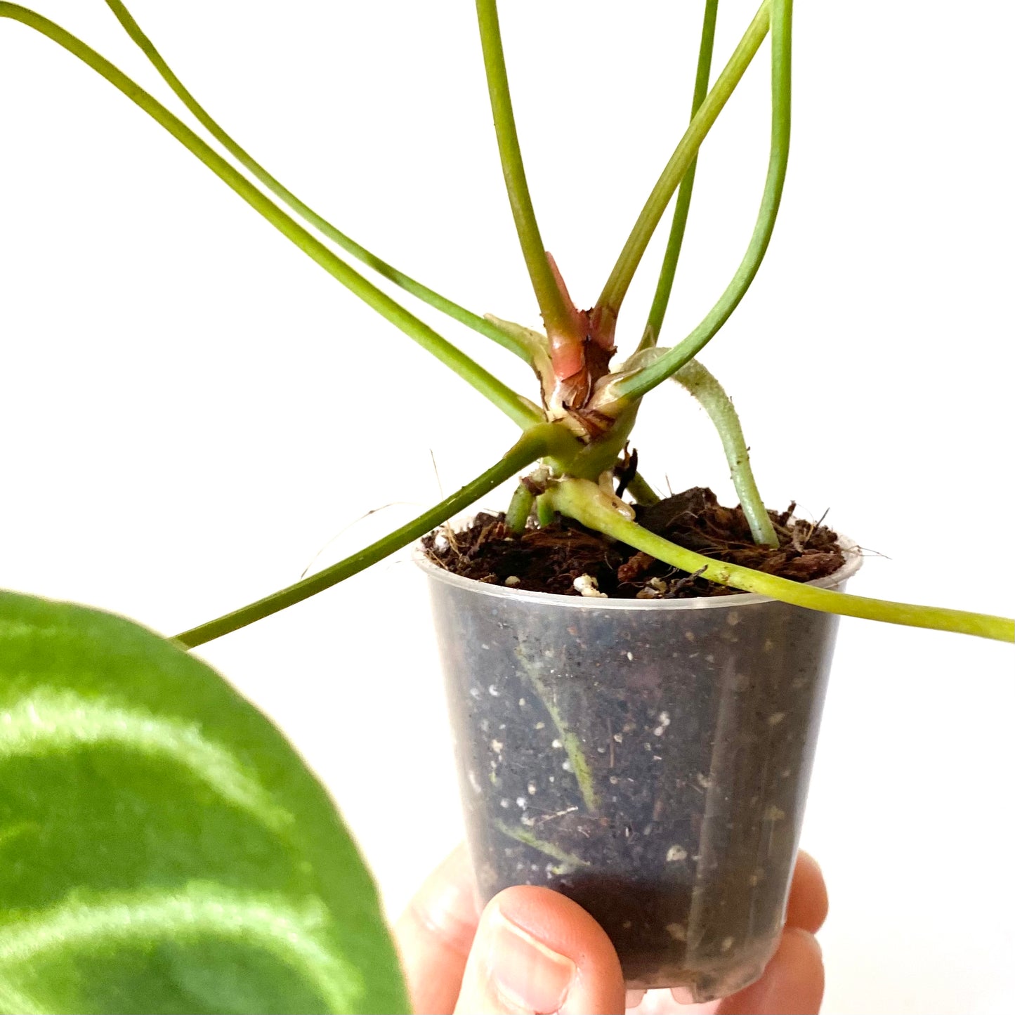 Anthurium Crystallinum x Magnificum