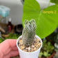 Crassula ‘Buddha’s Temple’