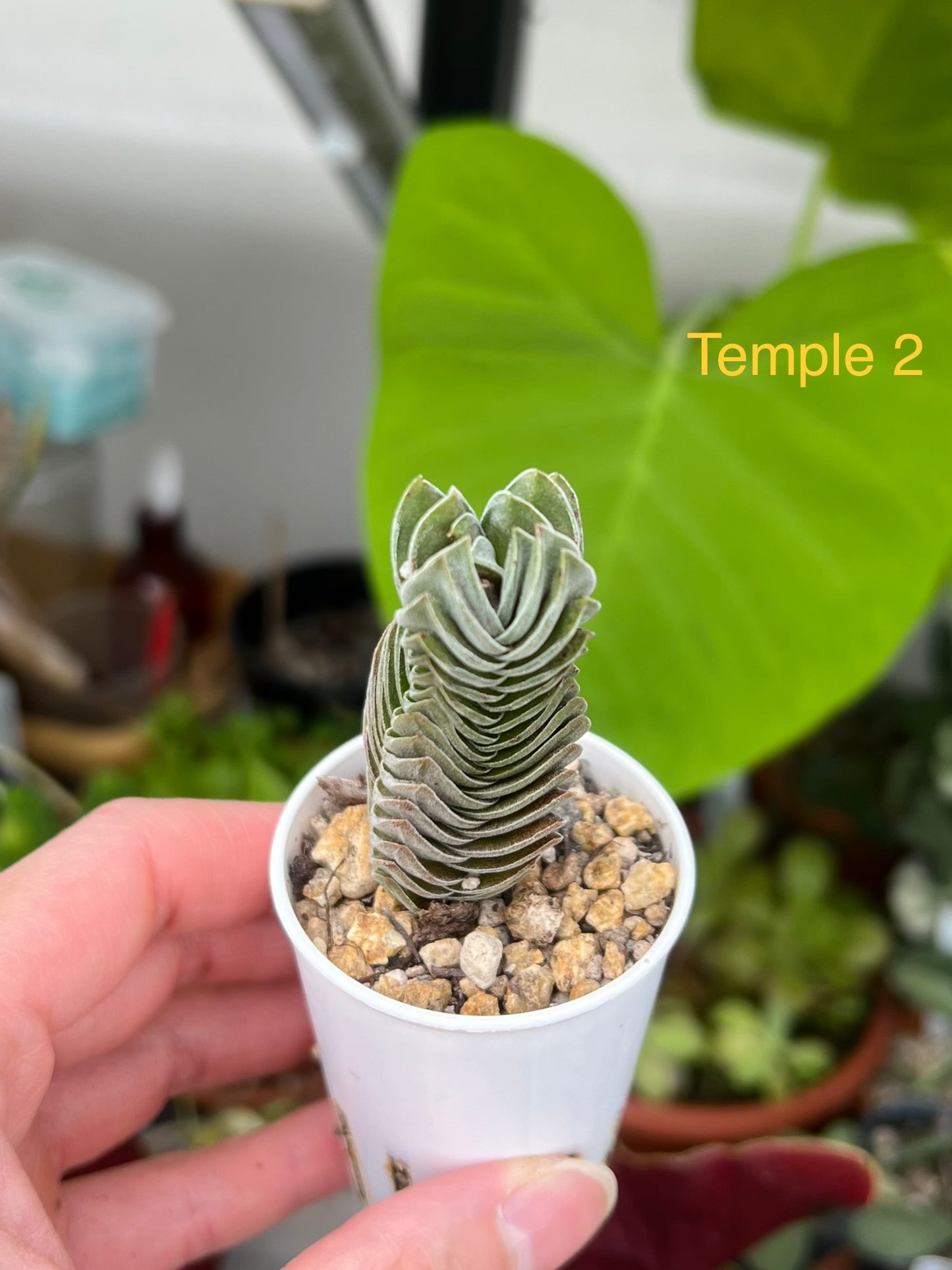 Crassula ‘Buddha’s Temple’