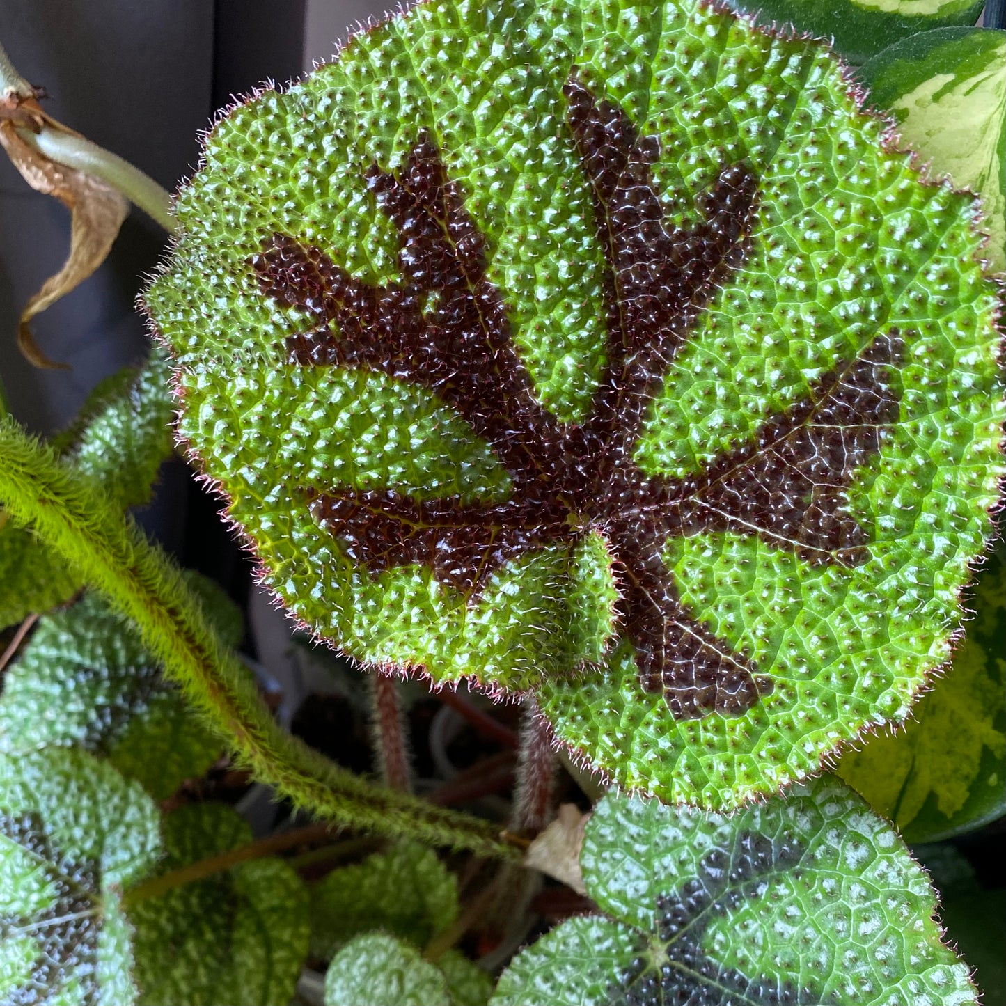 Begonia "Iron Cross"