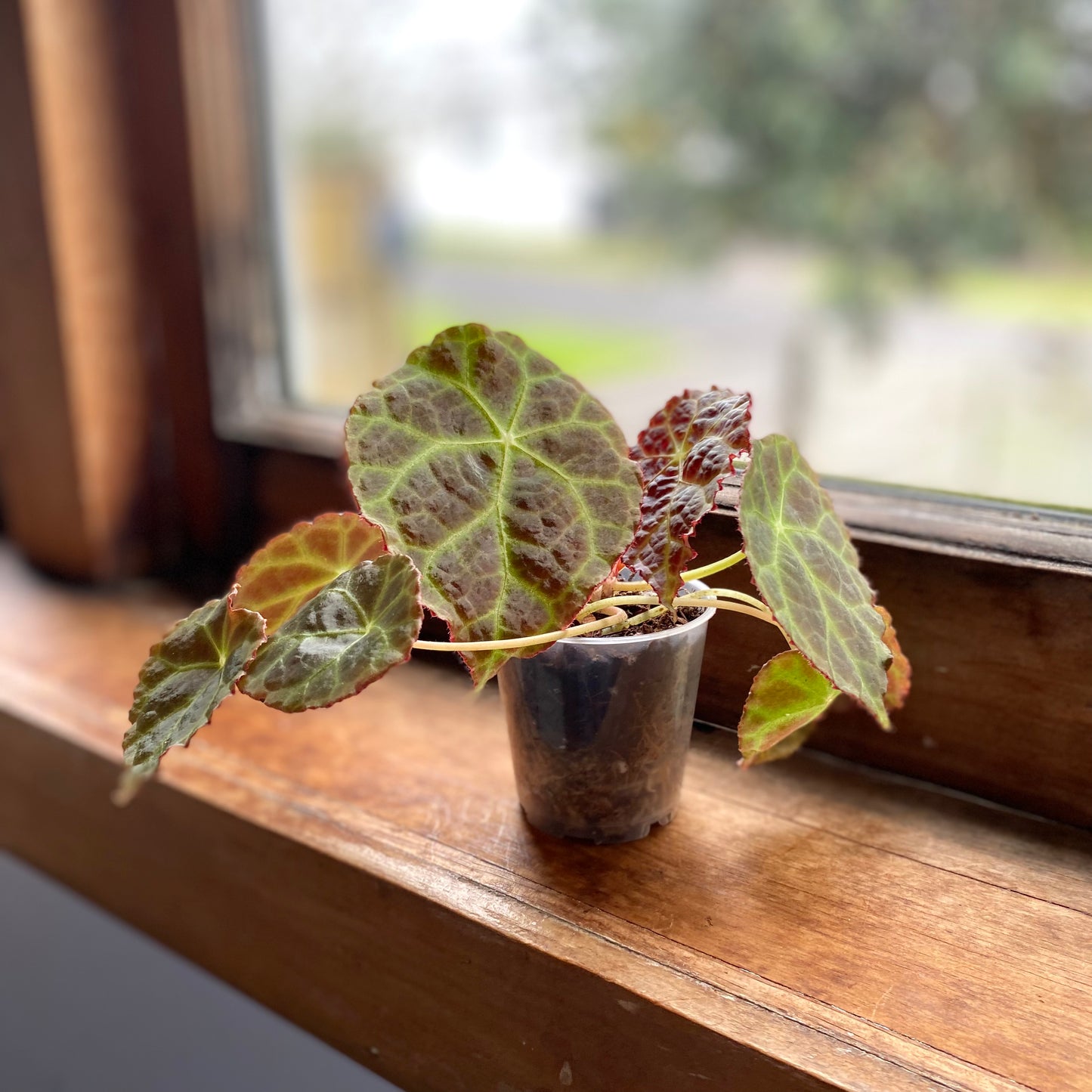 Begonia Goegoensis