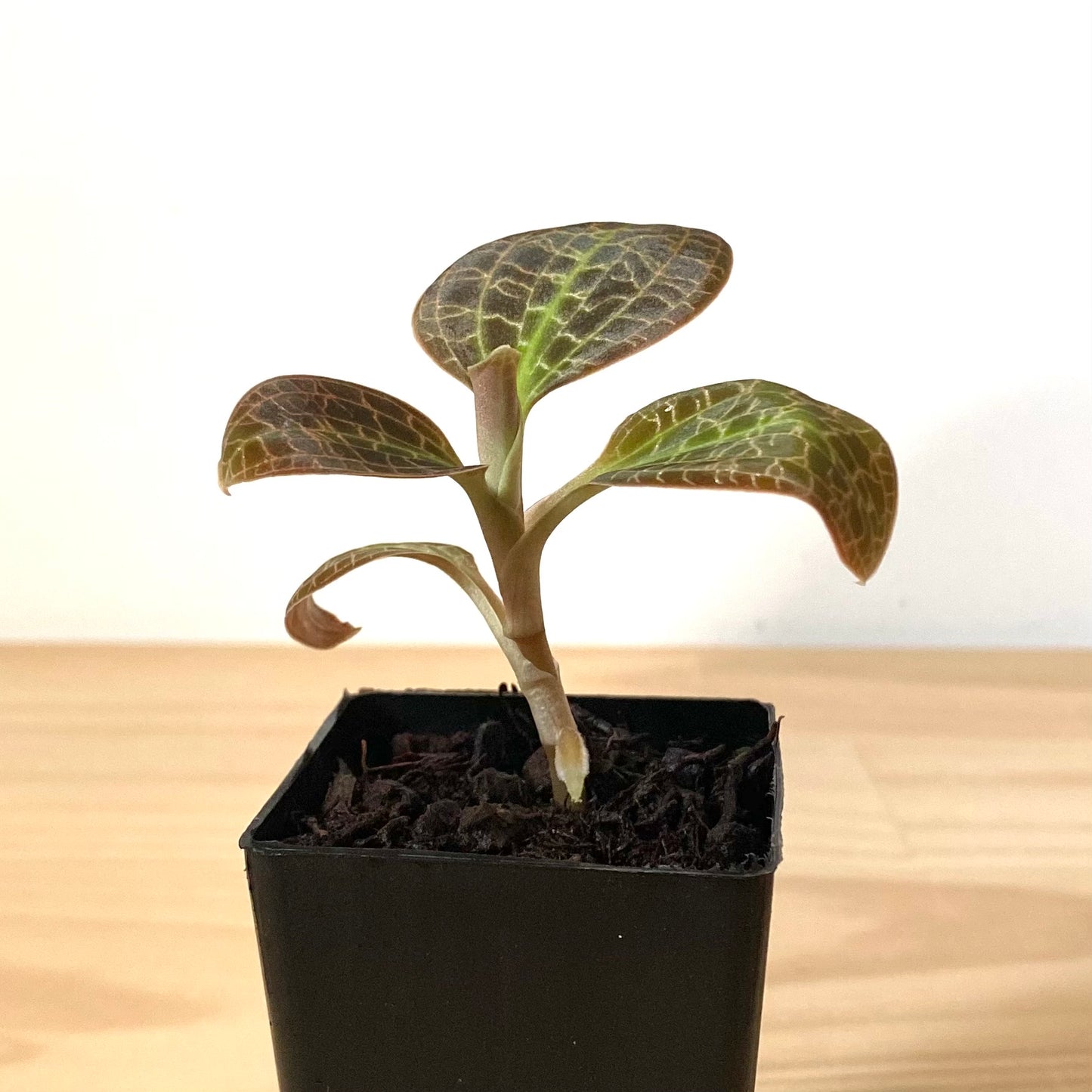 Dossinia Marmorata “Giant” - Jewel Orchids