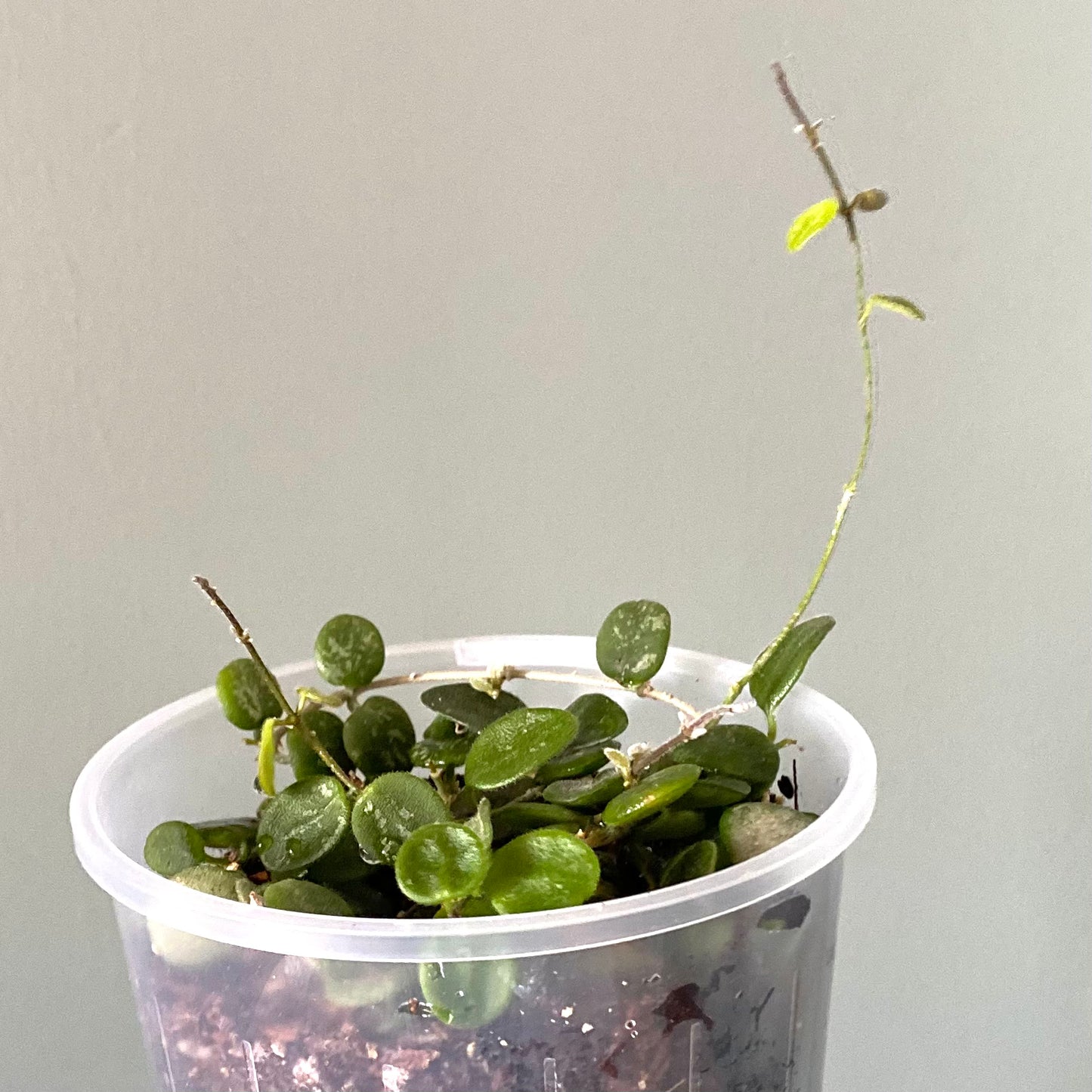 Hoya Serpens