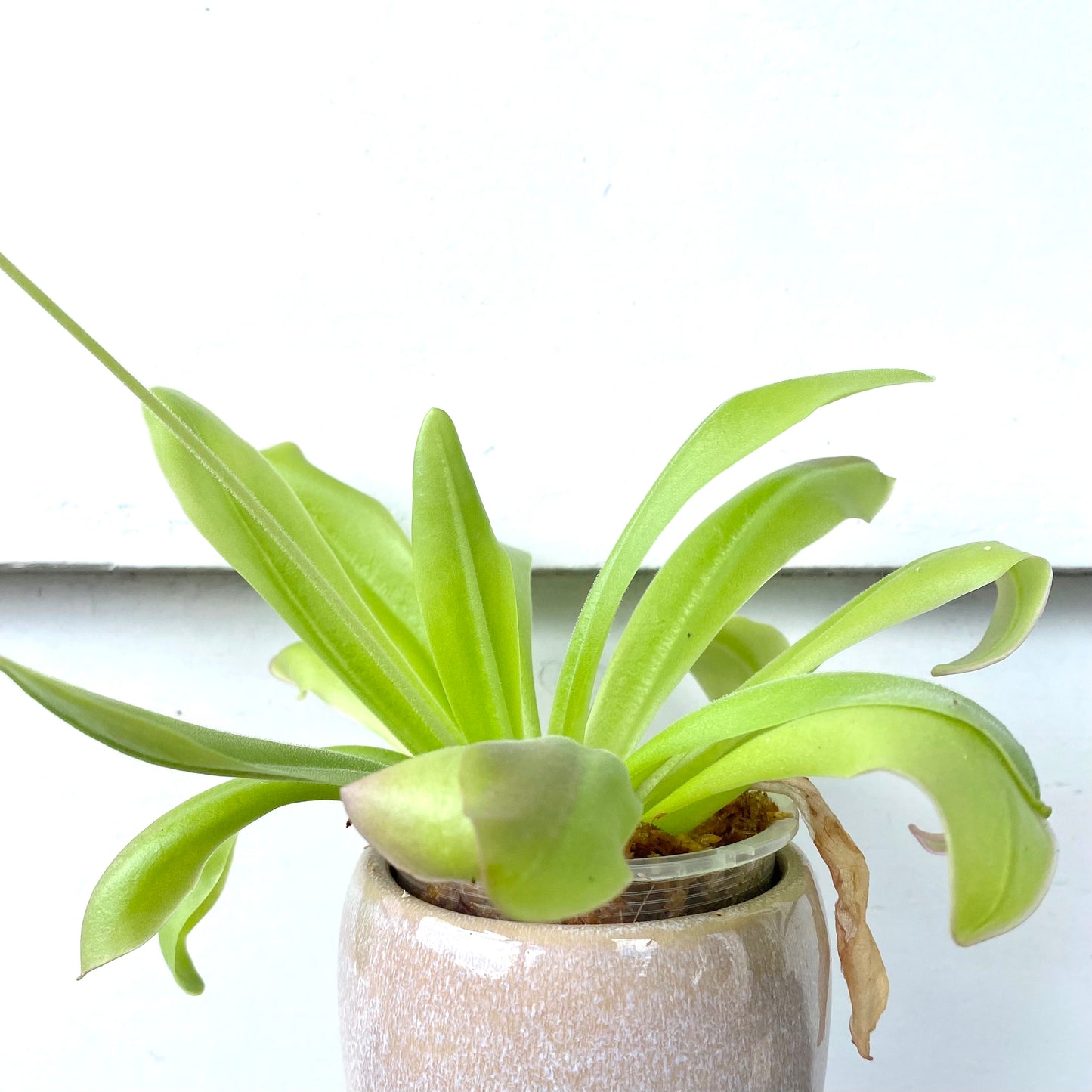 Butterwort - Pinguicula Gigantea x Laueana