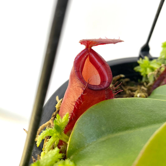 Nepenthes “Diana”