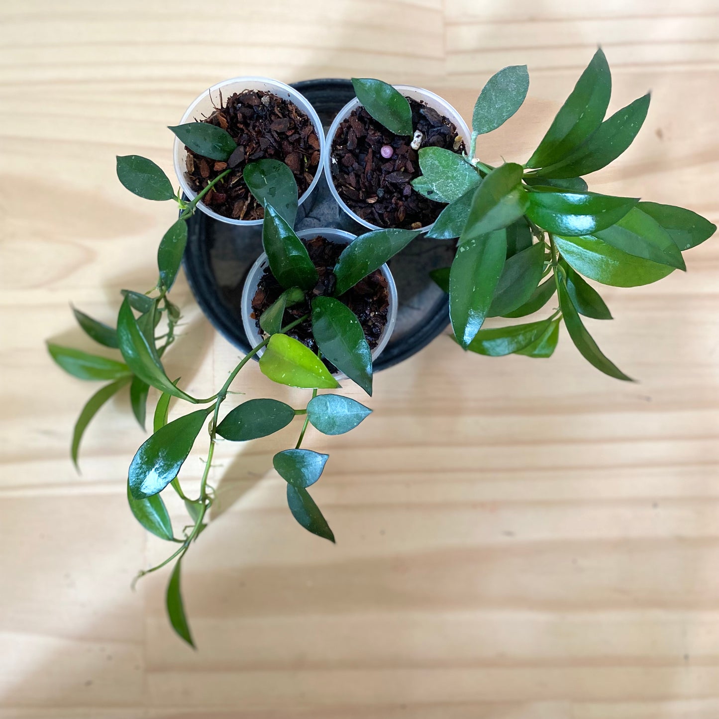 Hoya Lacunosa