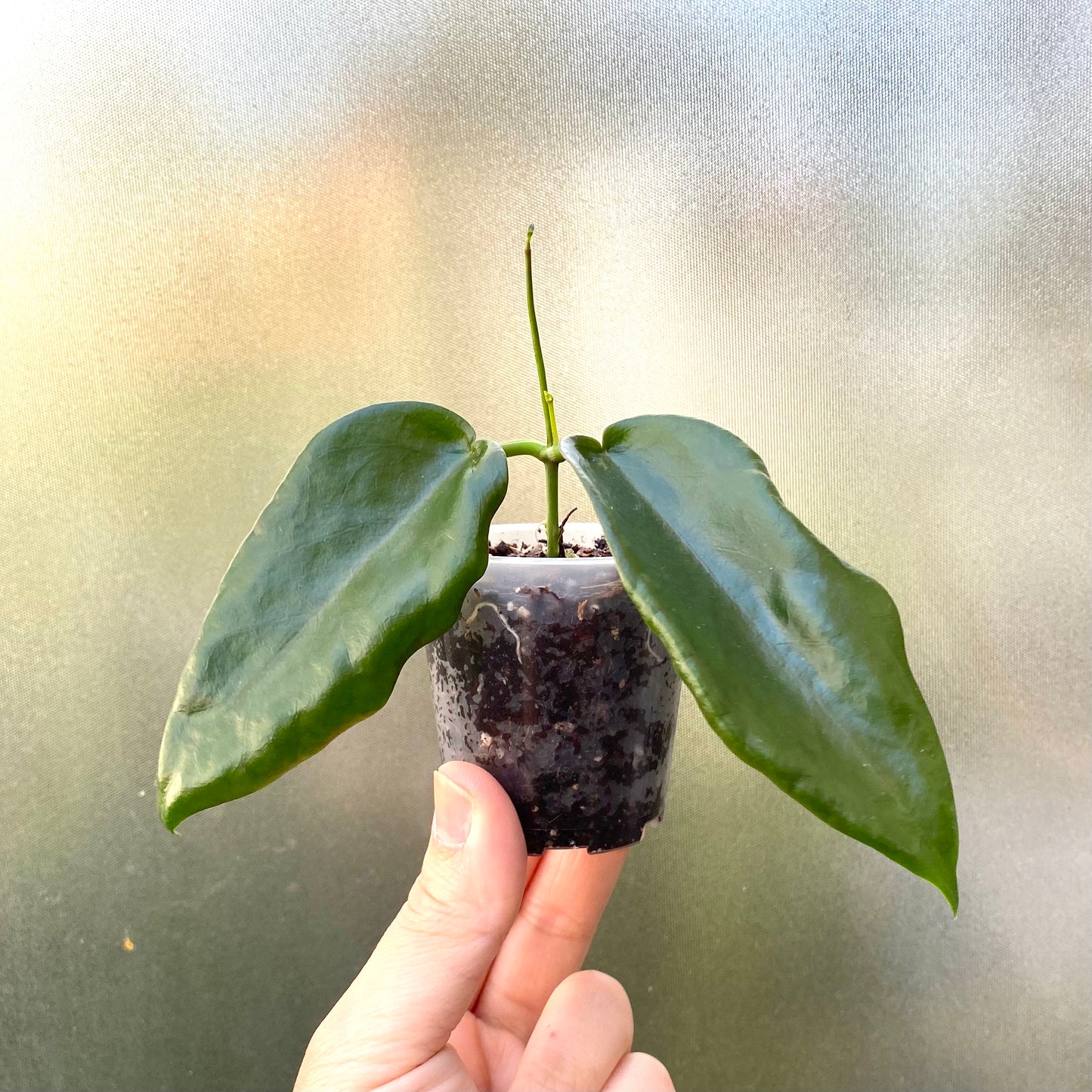 Hoya Macgillivrayi 'Big Mac'