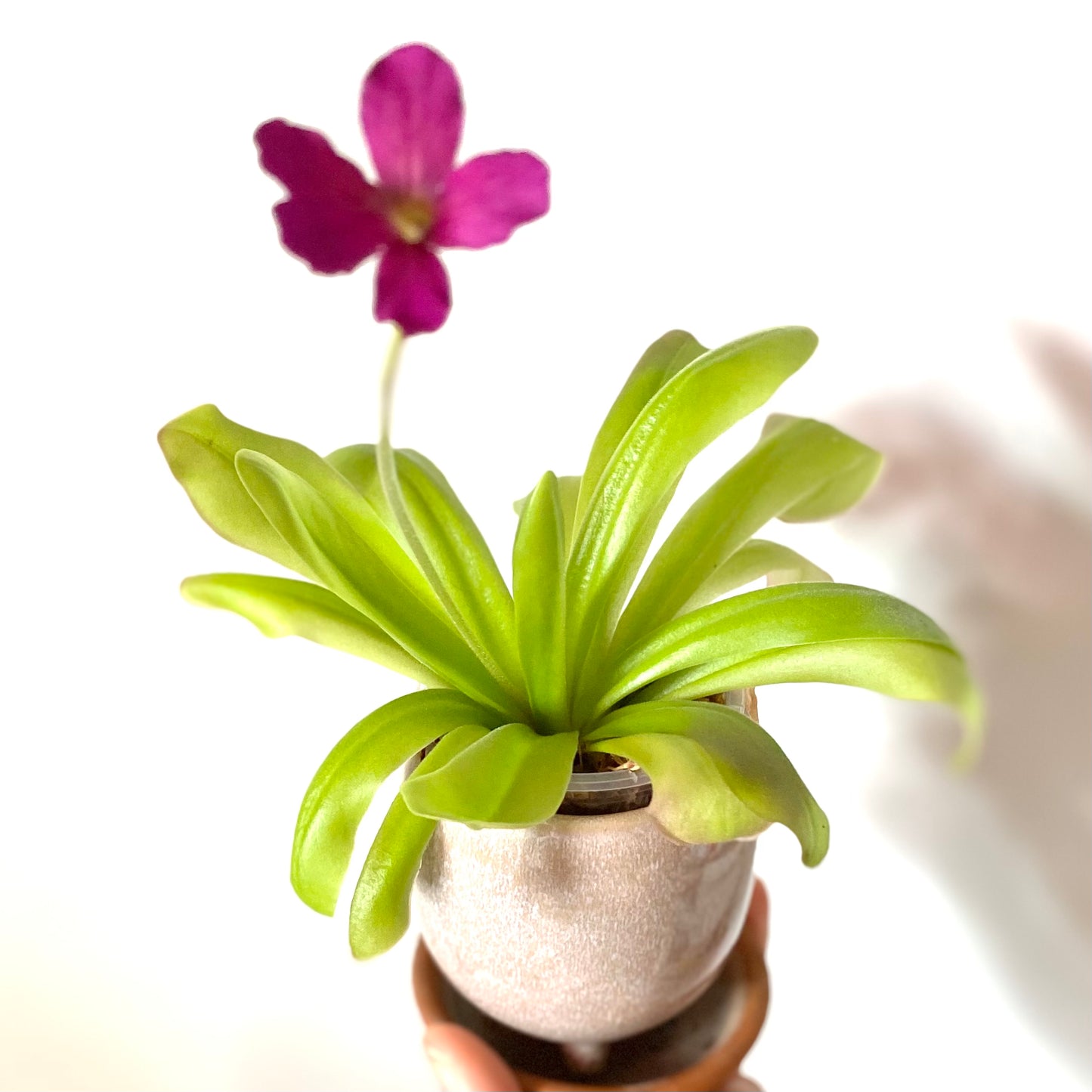 Butterwort - Pinguicula Gigantea x Laueana