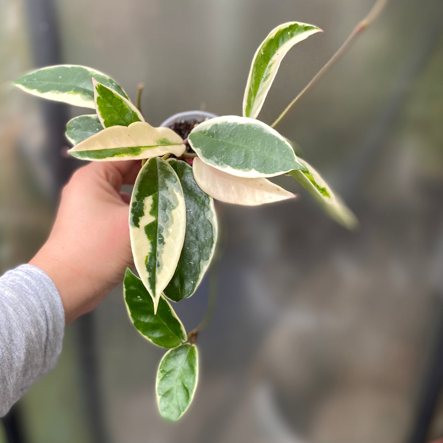 Hoya Krimson Queen (Hoya Carnosa Variegata Albomarginata)