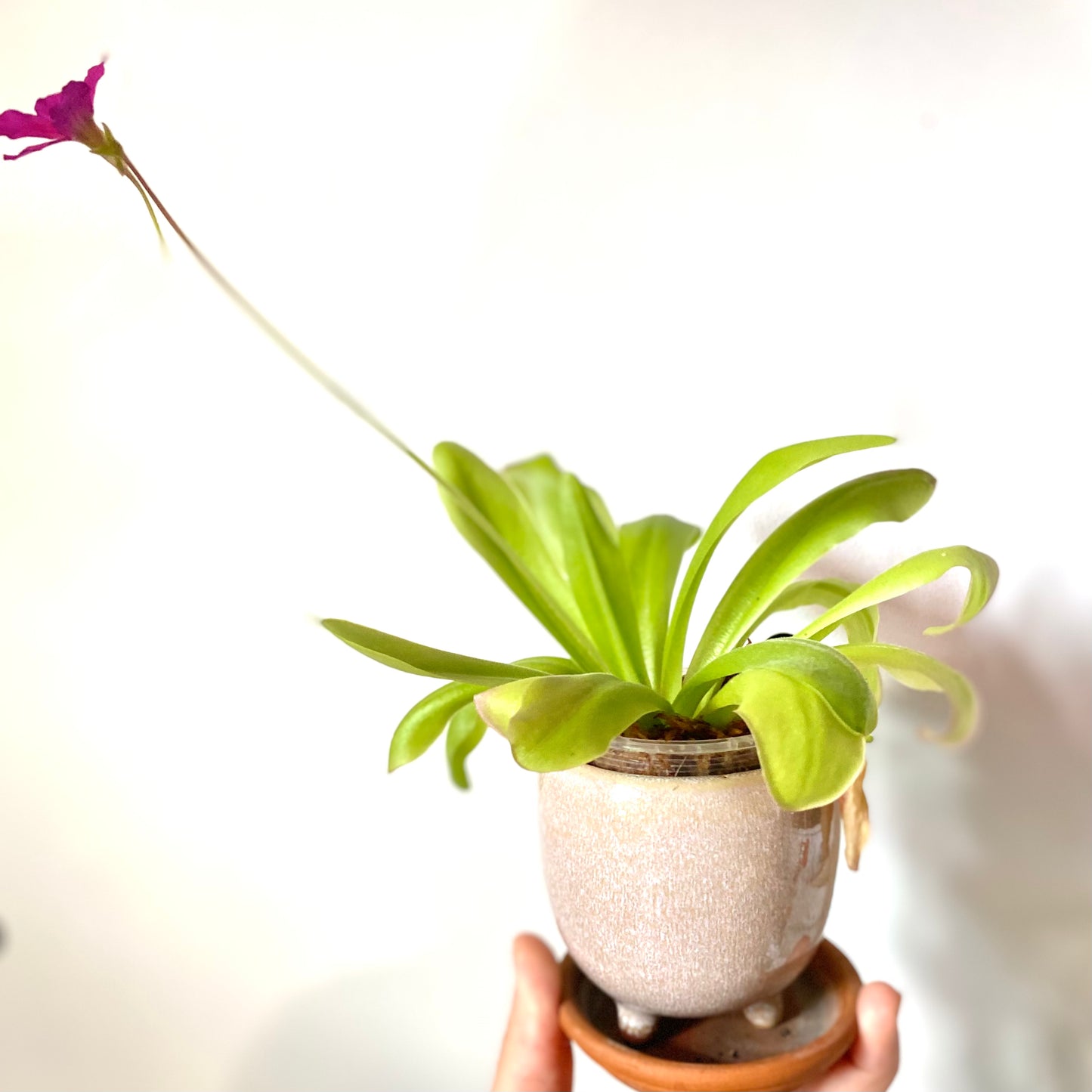 Butterwort - Pinguicula Gigantea x Laueana