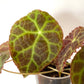 Begonia Goegoensis