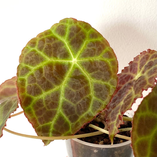 Begonia Goegoensis