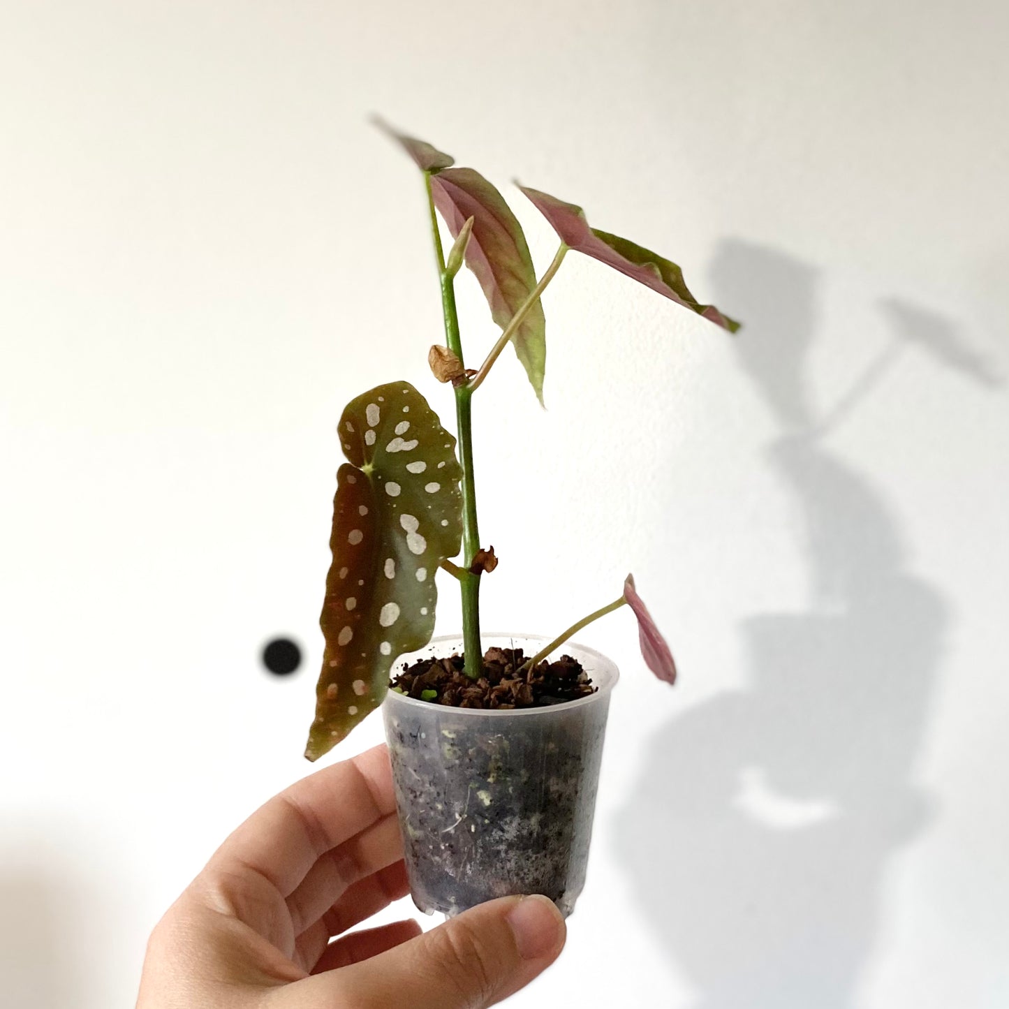 Begonia Maculata ‘Wightii’