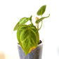 Anthurium Crystallinum x Magnificum