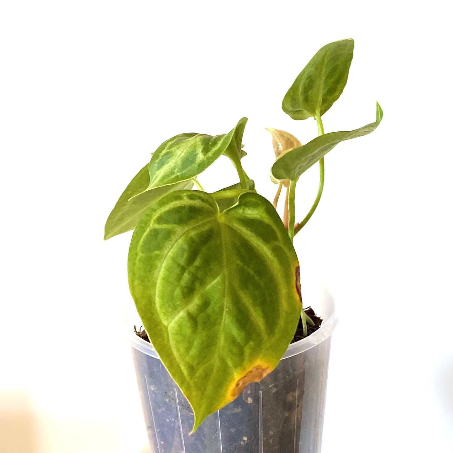 Anthurium Crystallinum x Magnificum