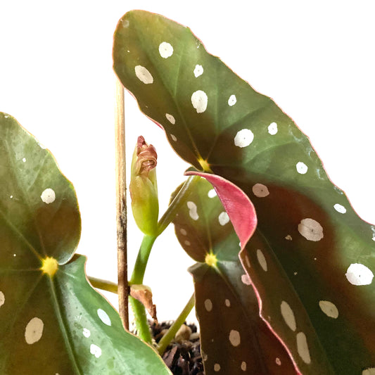 Begonia Maculata ‘Wightii’