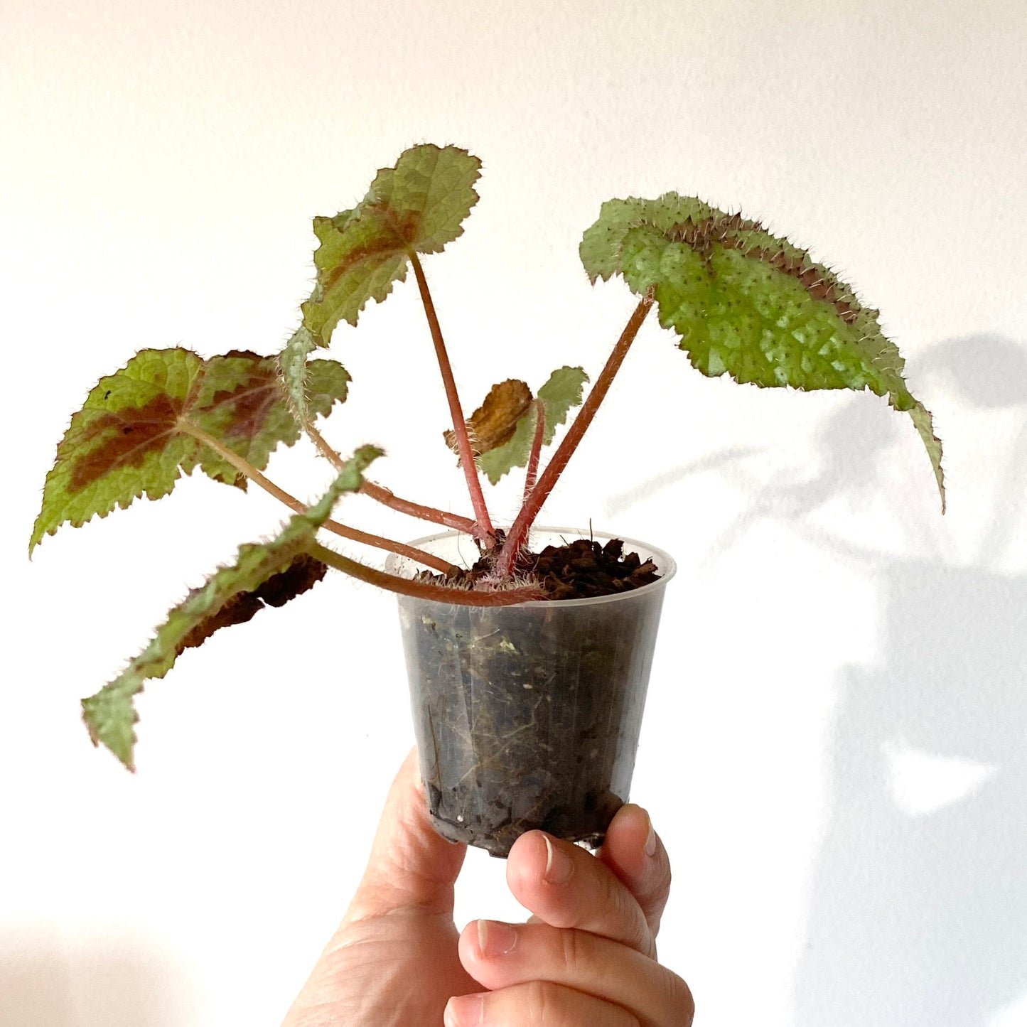 Begonia "Iron Cross"